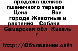 продажа щенков пшеничного терьера › Цена ­ 35 000 - Все города Животные и растения » Собаки   . Самарская обл.,Кинель г.